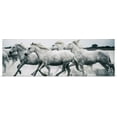 thumbnail image 1 of Great BIG Canvas | "White Camargue horses running on the beach in France" Art Print - 36x12, 1 of 4