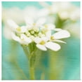 thumbnail image 1 of Great BIG Canvas | "White Flowers I" Art Print - 24x24, 1 of 4