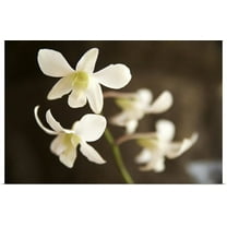Great BIG Canvas | "White Orchid" Art Print - 24x16