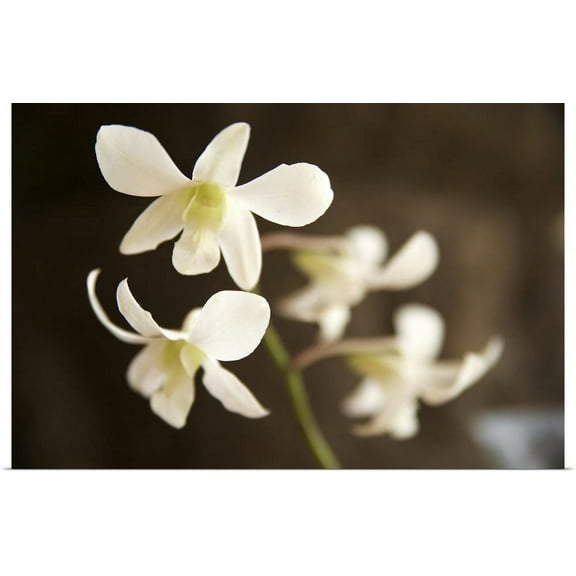 Great BIG Canvas | "White Orchid" Art Print - 24x16