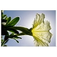 thumbnail image 1 of Great BIG Canvas | "White Petunia, Sunlight Shining Through Blossom" Art Print - 24x16, 1 of 4
