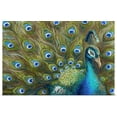 thumbnail image 1 of Great BIG Canvas | "Wild Feathers" Art Print - 24x16, 1 of 4