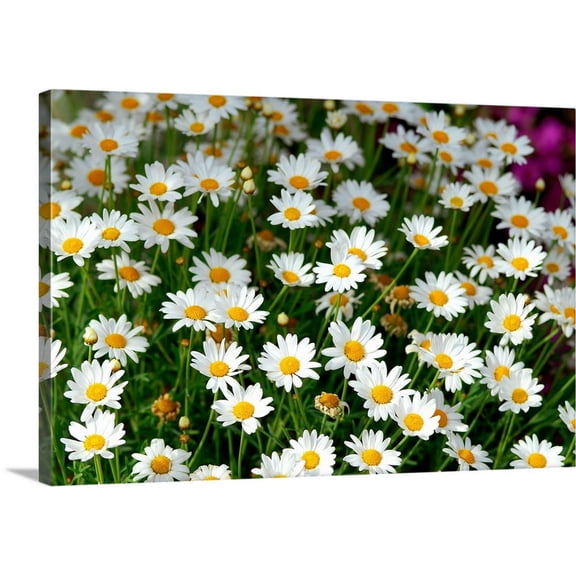 Great BIG Canvas | "Wild daisies" Canvas Wall Art - 48x32