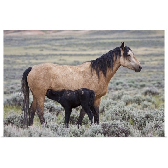 Great BIG Canvas | "Wild horse foal nursing with mother, Wyoming prairie" Art Print - 36x24