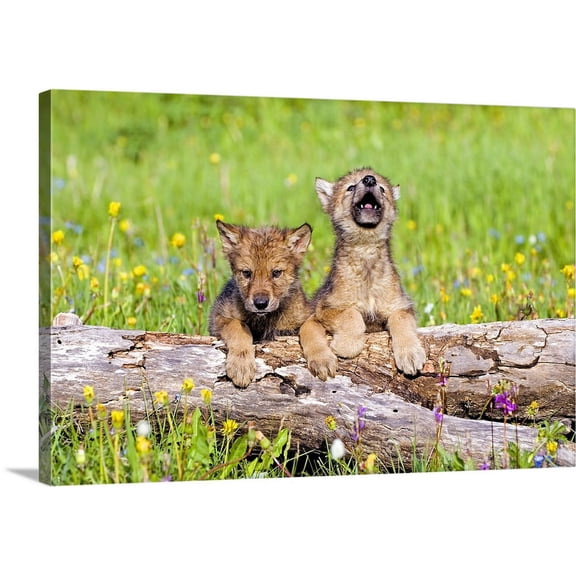 Great BIG Canvas | "Wolf Cubs On Log" Canvas Wall Art - 36x24