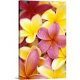 thumbnail image 1 of Great BIG Canvas | "Yellow And Pink Plumeria Flowers, Water Drops On Petals" Canvas Wall Art - 24x36, 1 of 2