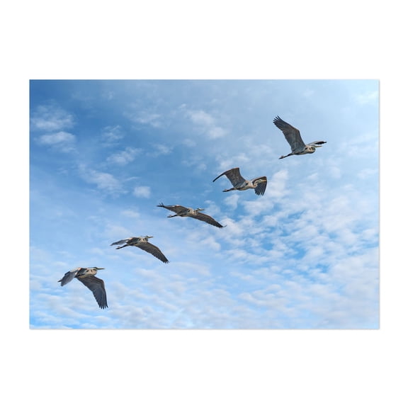 Great BLue Heron In Flight - Photography Bird Wildlife Nature Scenic Animal Unframed Wall Art Print 20 x 28 inches
