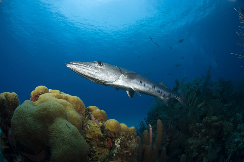 Great Barracuda Belize Canvas Art - Todd WinnerStocktrek Images (18 x 12)