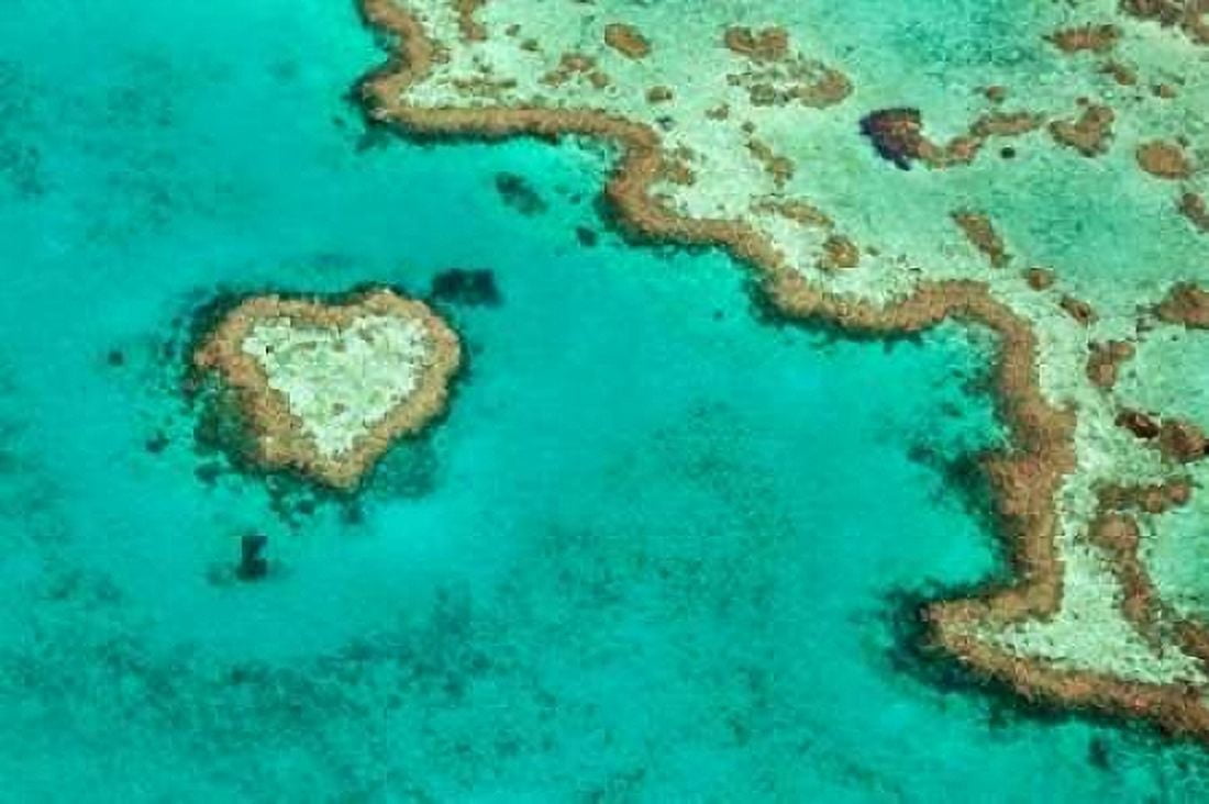 Great Barrier Reef II Canvas Art - Larry Malvin (12 x 18)