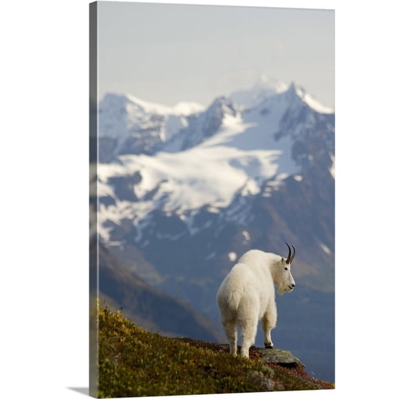 Great Big Canvas "A Mountain Goat stands on a ridge with the scenic Kenai Mountains"  by Daryl Pederson Silver Olive Green   Wrapped Canvas Print Wall Artwork