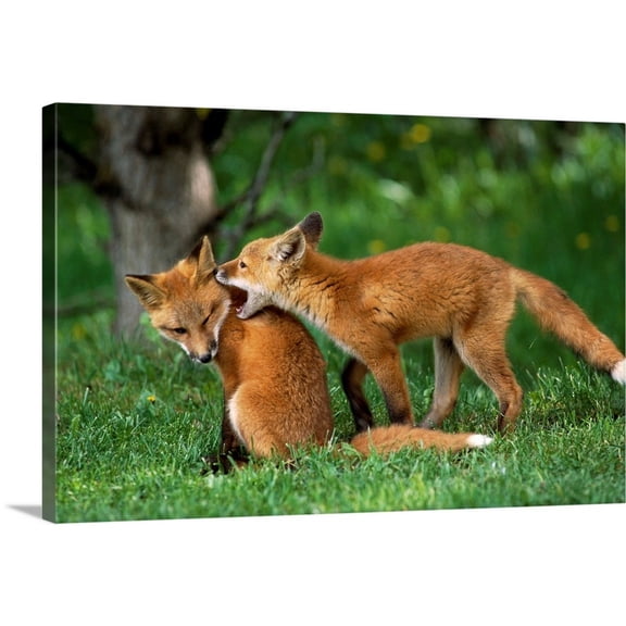 Great Big Canvas "Adolescent Red Foxes Play Together, Anchorage, Alaska"  by Doug Lindstrand Dark Forest Green Peach   Wrapped Canvas Print Wall Artwork