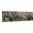 thumbnail image 1 of Great Big Canvas "Almond orchard, looking down between rows of almond trees in full bloom"  by Randy Vaughn-Dotta Forest Green Silver   Wrapped Canvas Print Wall Artwork, 1 of 7