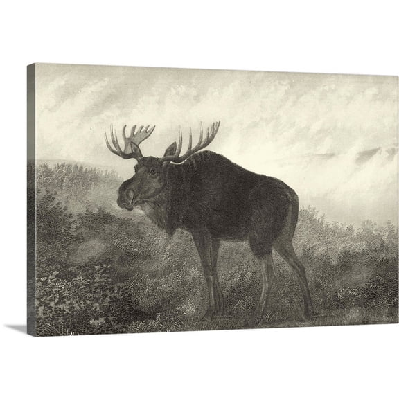 Great Big Canvas "American Moose"  by R. Hinshelwood Gray Black   Wrapped Canvas Print Wall Artwork