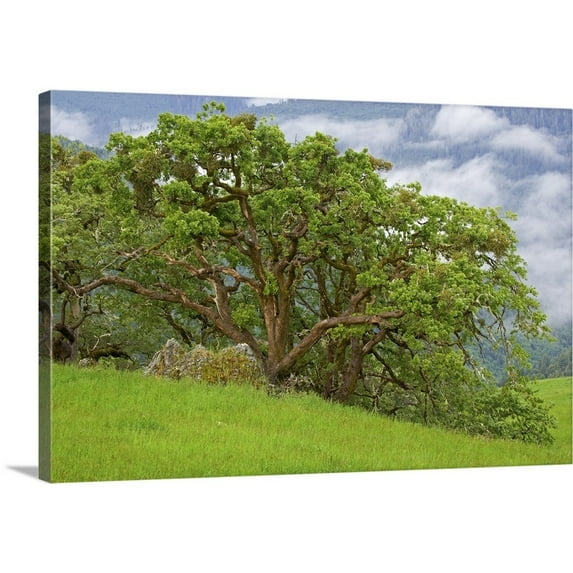 Great BIG Canvas Photography