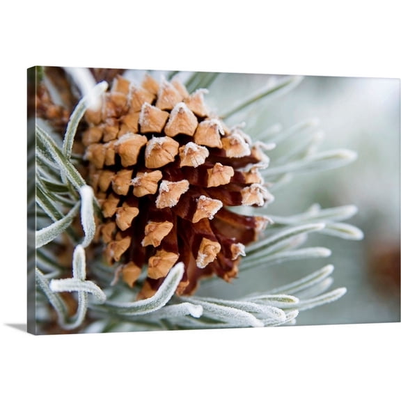 Great Big Canvas "Close-Up image of frost-covered pine cone on branch in winter" Brown Light Gray Wrapped Canvas Print Wall Artwork