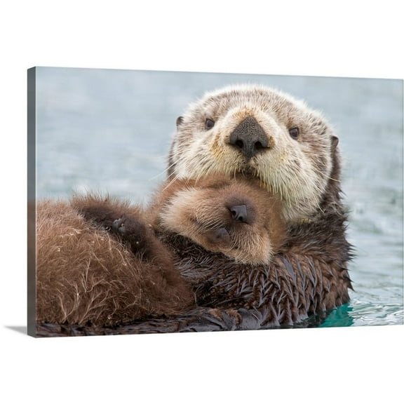 Great Big Canvas "Female Sea otter holding newborn pup out of water, Prince William Sound"  by Milo Burcham Black Gray   Wrapped Canvas Print Wall Artwork