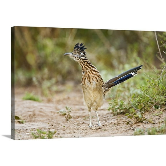 Great Big Canvas "Greater Roadrunner (Geococcyx californianus) excited adult, foraging"  by Larry Ditto Silver Olive Green   Wrapped Canvas Print Wall Artwork