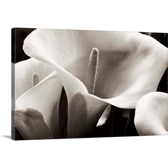 Great Big Canvas "Hawaii, Big Island, Volcano, Close-up of calla lilies" by Robert Sablan Silver Gray Wrapped Canvas Print Wall Artwork