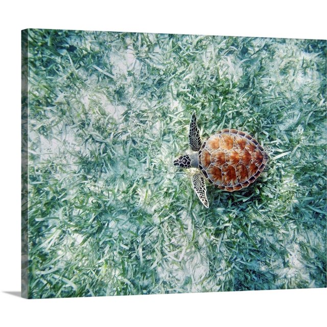 Great Big Canvas "Hawaii, Green Sea Turtle (Chelonia Mydas) An