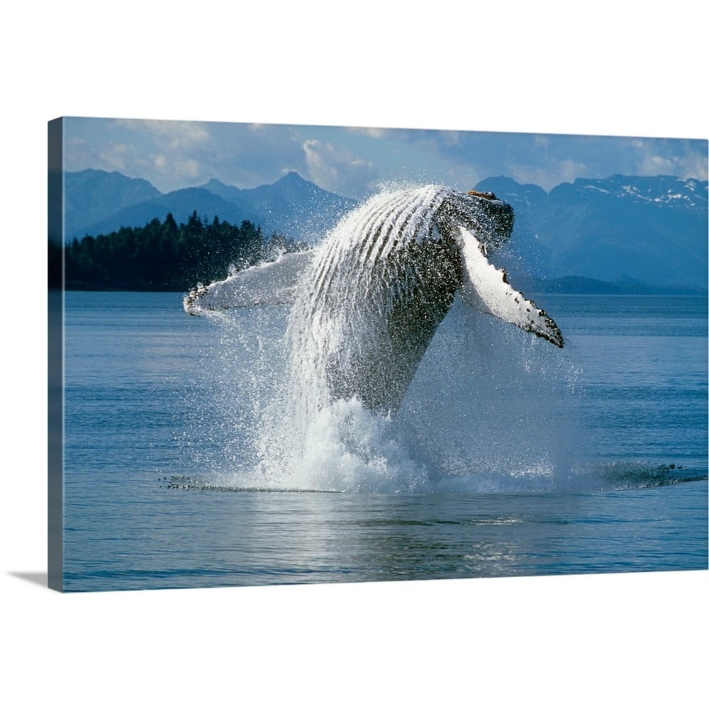Great Big Canvas "Humpback Whale Breaching Frederick Sound SE AK" by