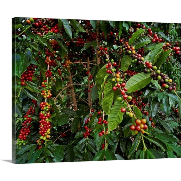 Great Big Canvas "Kona coffee beans on the tree, Hawaii"  by G. Brad Lewis Burgundy Black   Wrapped Canvas Print Wall Artwork
