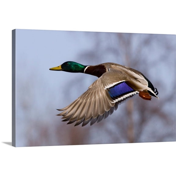 Great Big Canvas "Mallard Drake in flight"  Brown Pale Blue   Wrapped Canvas Print Wall Artwork