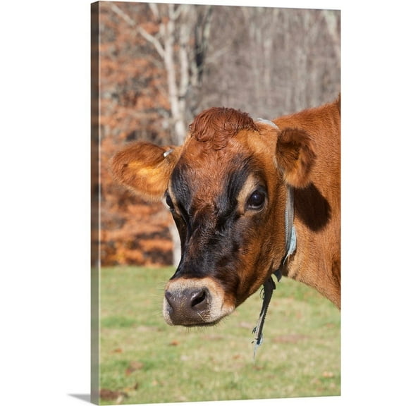 Great Big Canvas "Jersey cow in autumn pasture, Baldwin Brook Farm, Canterbury, Connecticut"  by Lynn Stone Light Gray Peach   Wrapped Canvas Print Wall Artwork
