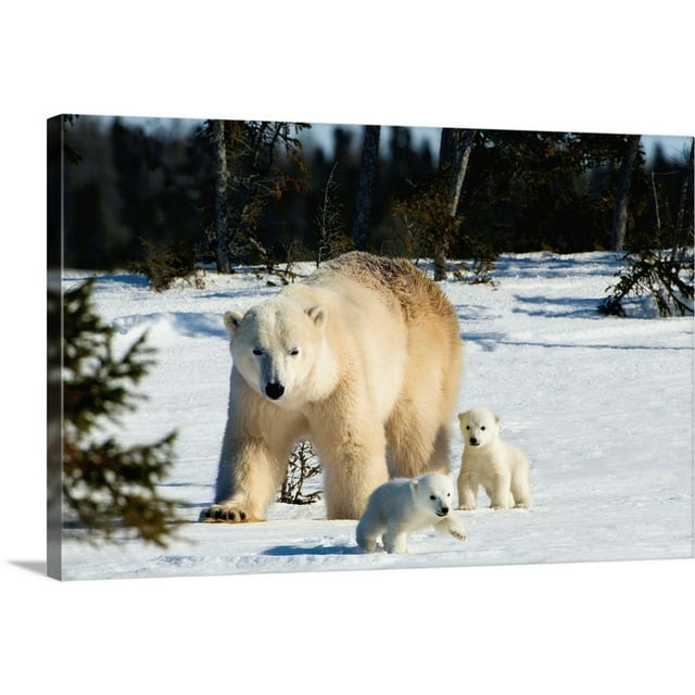 Great Big Canvas "Polar Bear Sow And Cubs Walking In Wapusk National