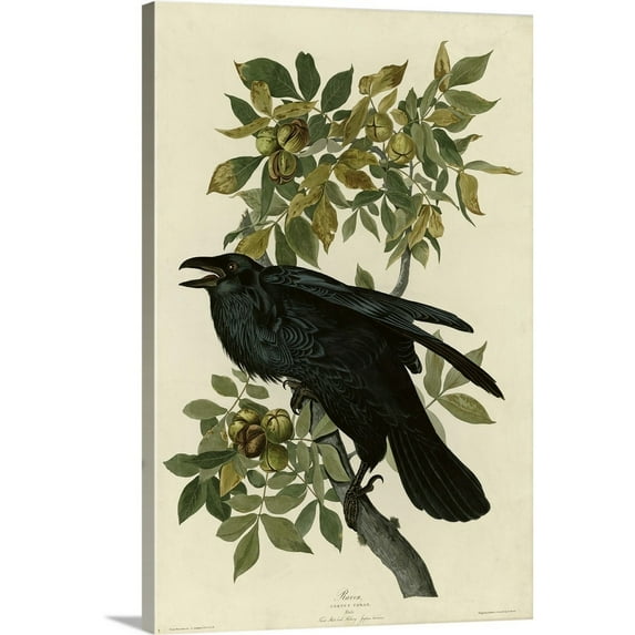Great Big Canvas "Raven" by John James Audubon Black Dark Forest Green Wrapped Canvas Print Wall Artwork