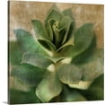 thumbnail image 1 of Great Big Canvas "Succulent I"  by Patricia Pinto Light Gray    Wrapped Canvas Print Wall Artwork, 1 of 7