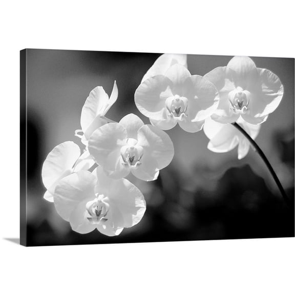 Great Big Canvas "White dendrobium orchid flowers on stem" by Allan Seiden White Gray Wrapped Canvas Print Wall Artwork