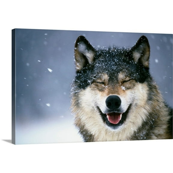 Great Big Canvas "Wolf Portrait in Winter"  by Tom Soucek White Black   Wrapped Canvas Print Wall Artwork