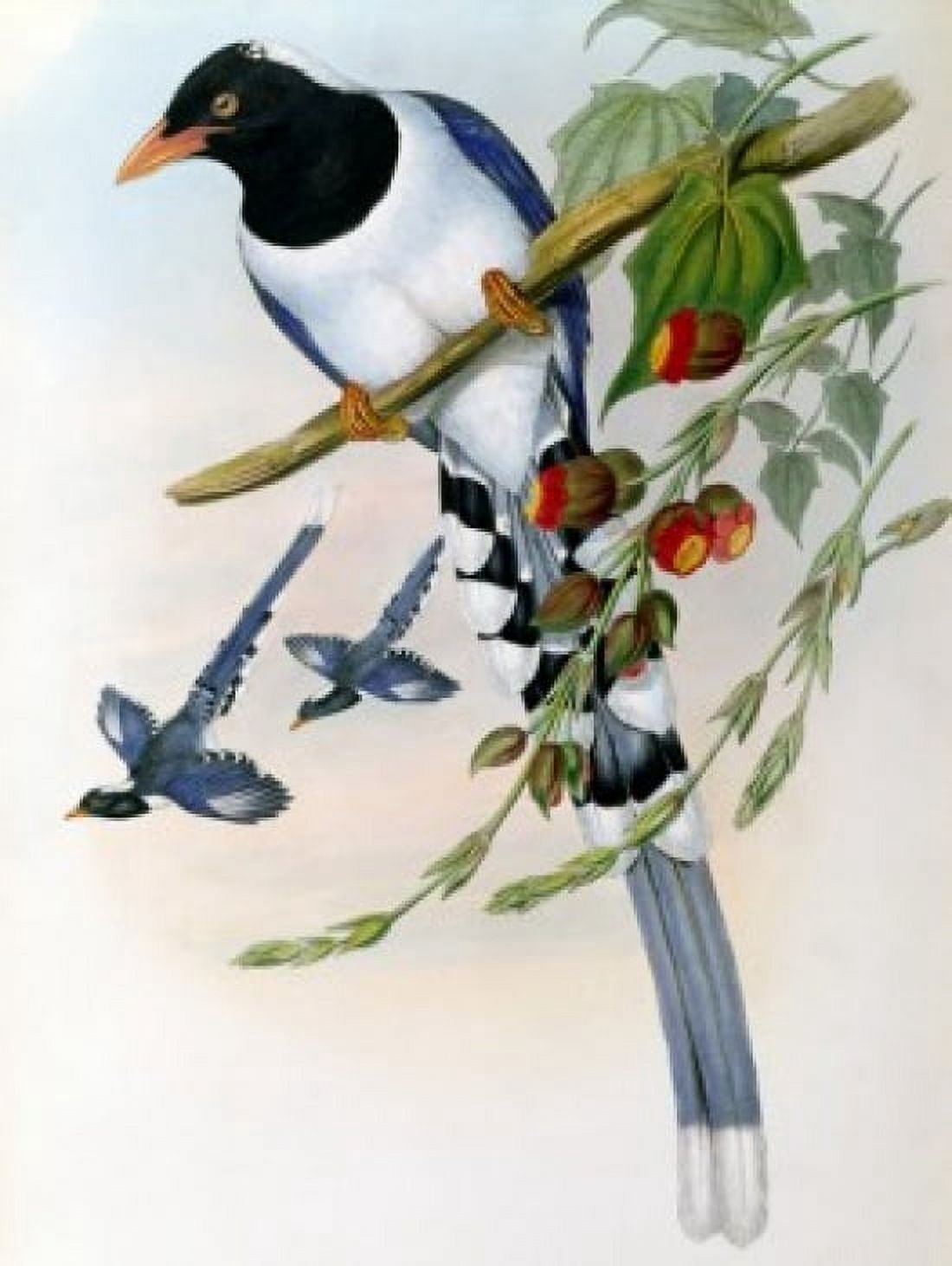Great-Billed Blue Pie John Gould (1804-1881 British) Canvas Art - John Gould (18 x 24)