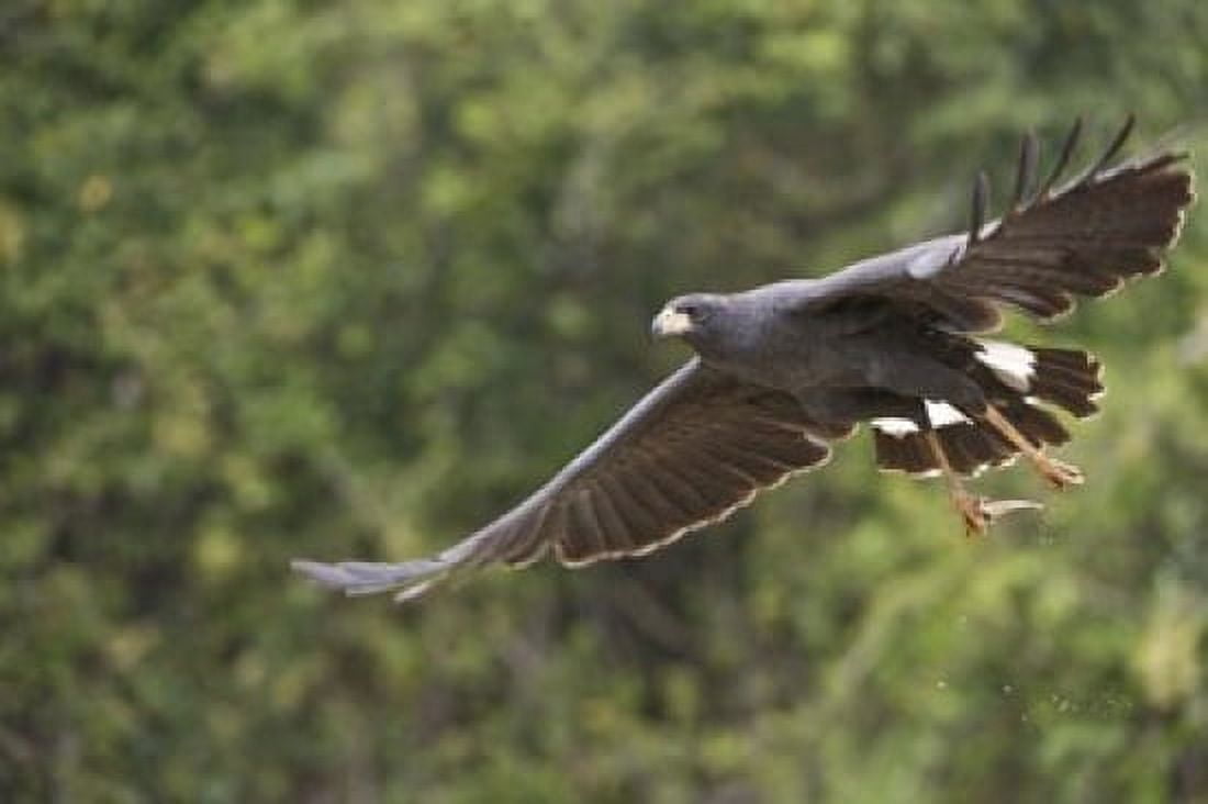 Great Black hawk in flight Three Brothers River Meeting of the Waters State Park Pantanal Wetlands Brazil Canvas Art - Panoramic Images (16 x 11)