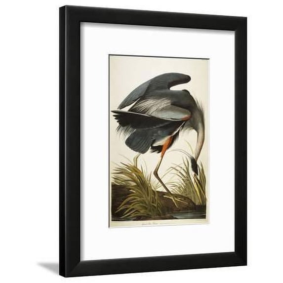 Great Blue Heron, Animals Framed Art Print Wall Art by John James Audubon Sold by Art.Com