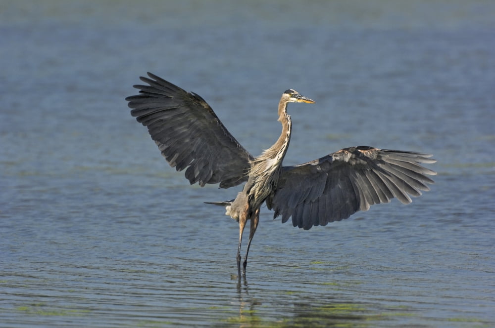 Great Blue Heron (Ardea Herodias) Flies Through Wetland Marsh Near Point Pelee National Park Southwestern Ontario Canada Canvas Art - Thomas Kitchin & Victoria Hurst Design Pics (17 x 11)