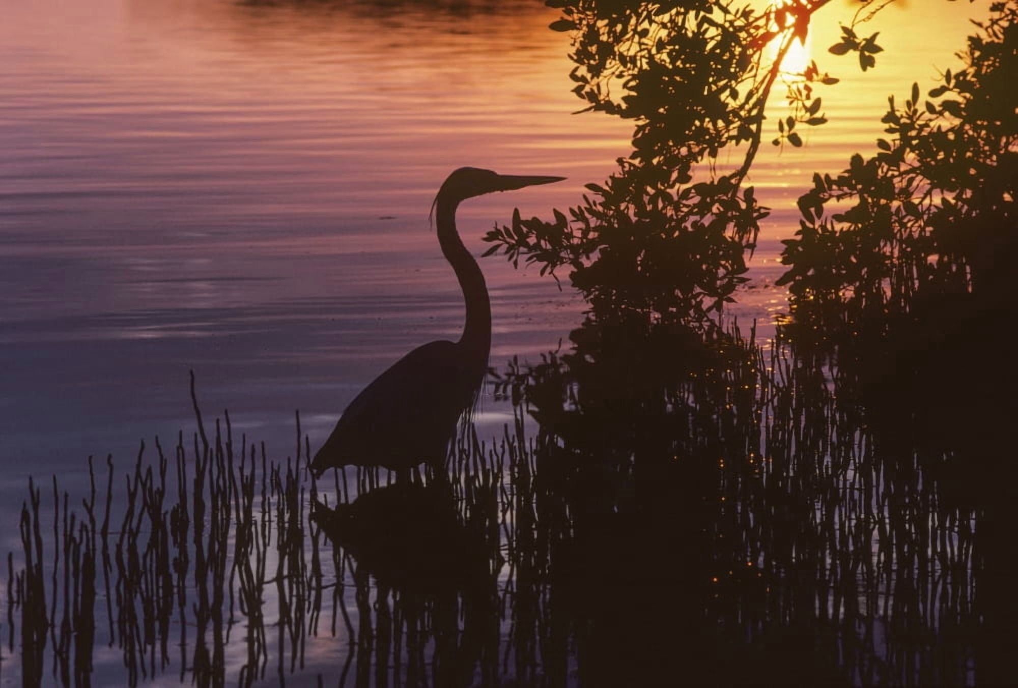 A Great Blue Heron (Ardea Herodias) Stalks Prey At Sunset Homestead Florida United States Of America Canvas Art - Robert L Potts  Design Pics (18 x 12)