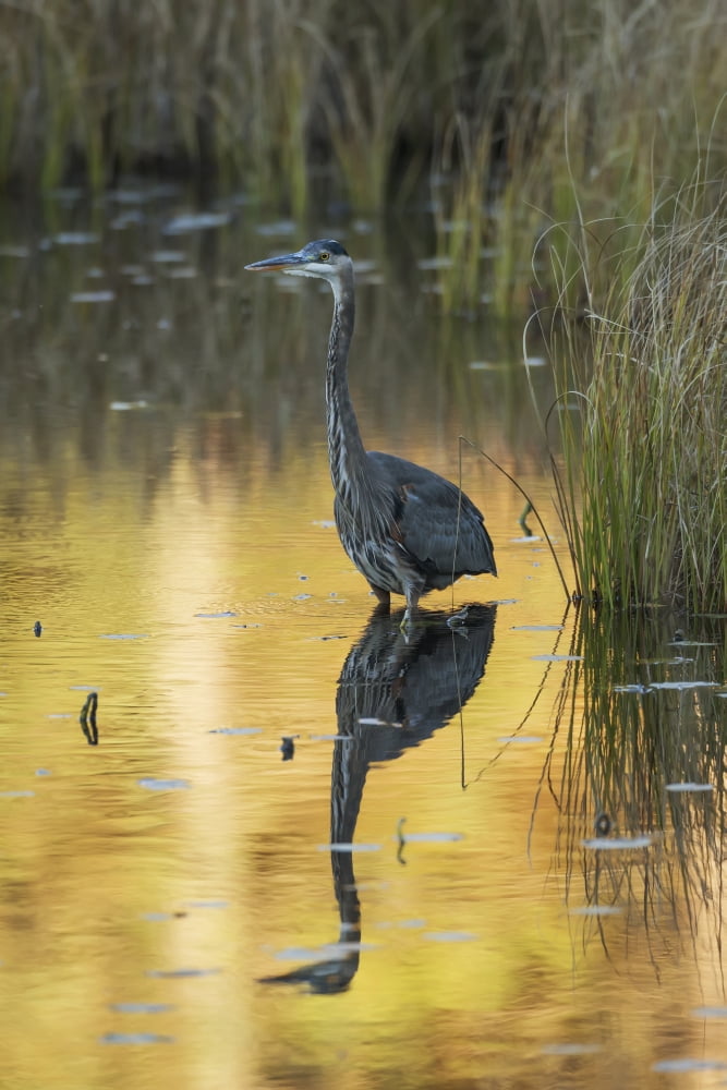 Great Blue Heron (Ardea herodias) fishing in Costello Creek Algonquin Park Ontario Canada Canvas Art - Robert Postma Design Pics (24 x 38)
