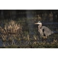 thumbnail image 1 of A Great Blue Heron (Ardea herodias) looks for breakfast; Ridgefield, Washington, United States of America Poster Print by Robert L. Potts / Design Pics (34 x 22), 1 of 3