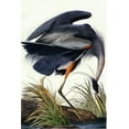 thumbnail image 1 of Great Blue Heron-Audubon - CANVAS OR WALL ART PRINT, 1 of 1