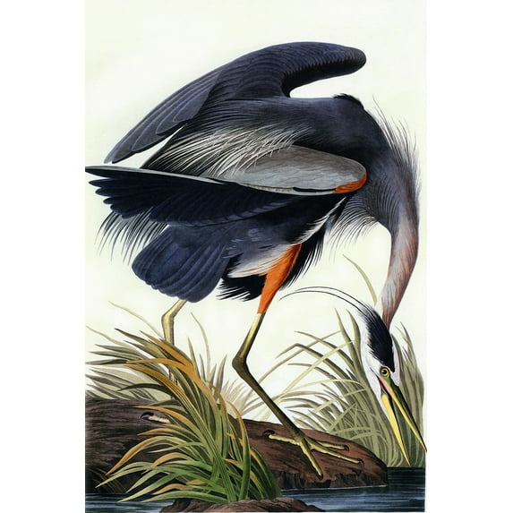 Great Blue Heron-Audubon - CANVAS OR WALL ART PRINT