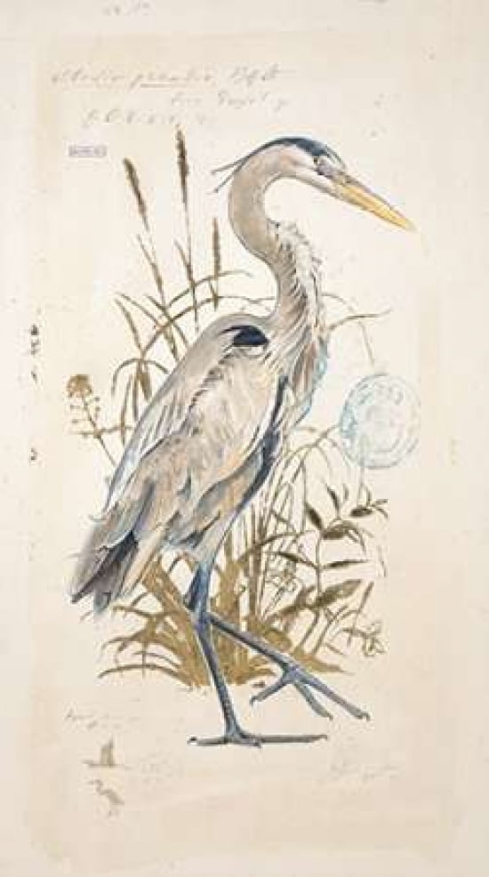 Great Blue Heron Canvas Art - Chad Barrett (24 x 36)