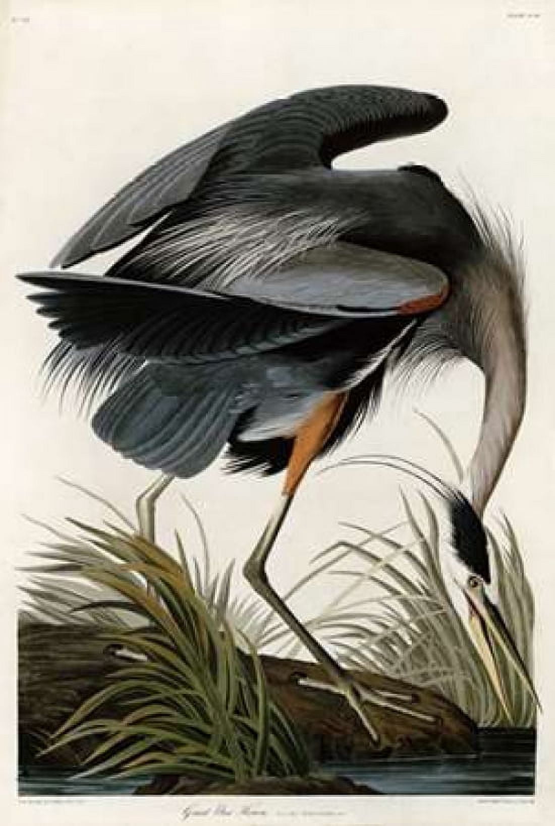 Great Blue Heron Canvas Art - John James Audubon (12 x 18)