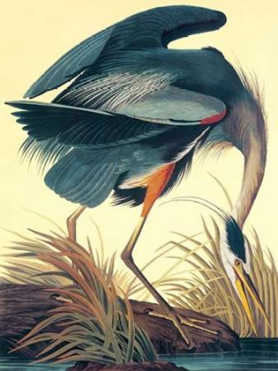 Great Blue Heron Canvas Art - John James Audubon (18 x 24)
