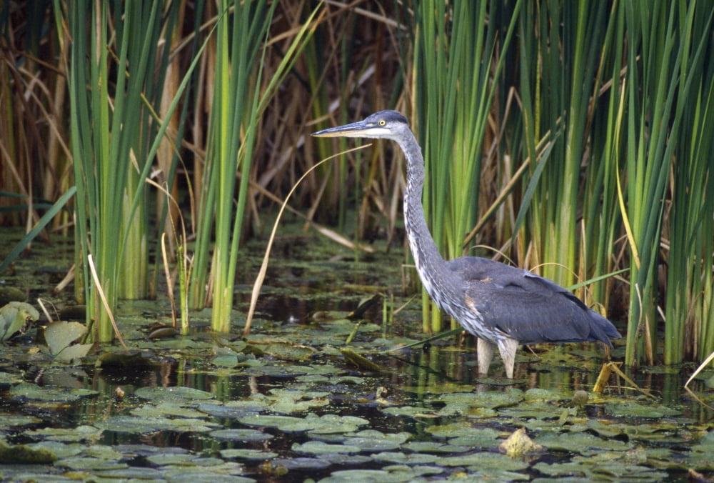 Great Blue Heron Canvas Art - Natural Selection David Spier Design Pics (18 x 12)