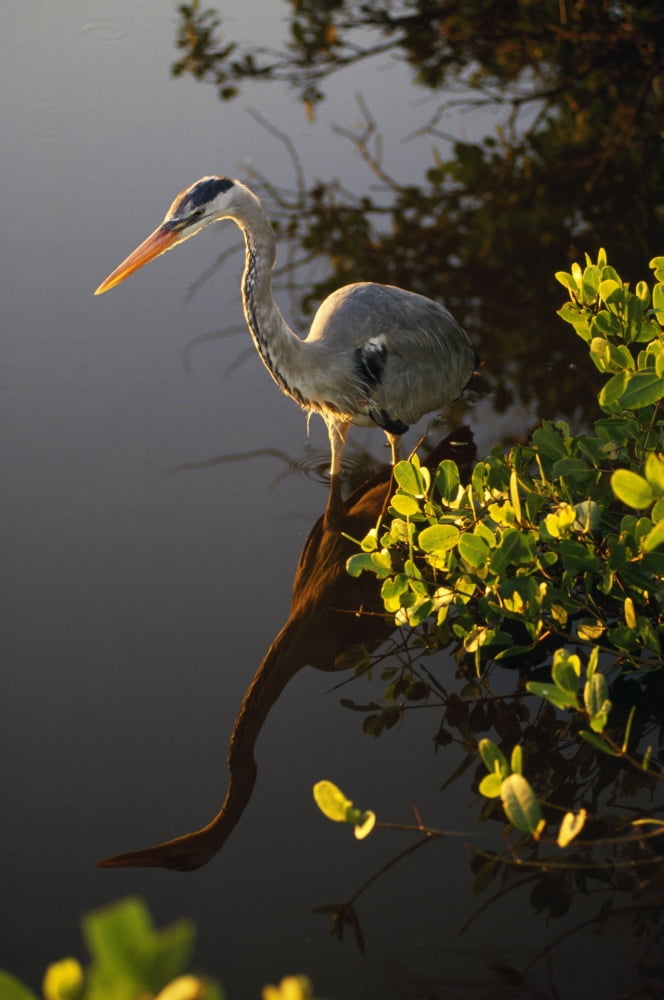 Great Blue Heron Canvas Art - Natural Selection Ralph Curtin Design Pics (12 x 18)