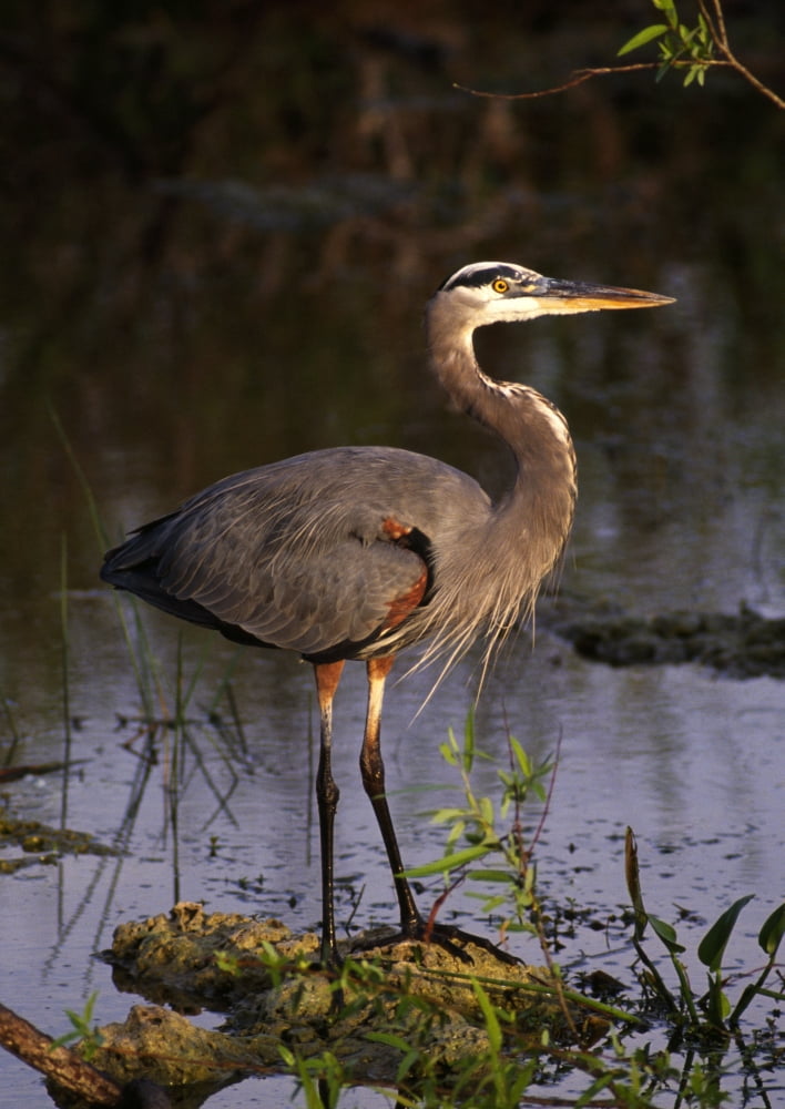 Great Blue Heron Canvas Art - Natural Selection Ralph Curtin Design Pics (12 x 18)