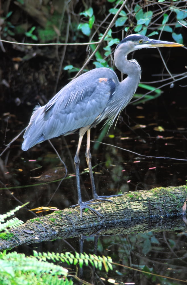 Great Blue Heron Florida Canvas Art - Robert Postma Design Pics (12 x 19)