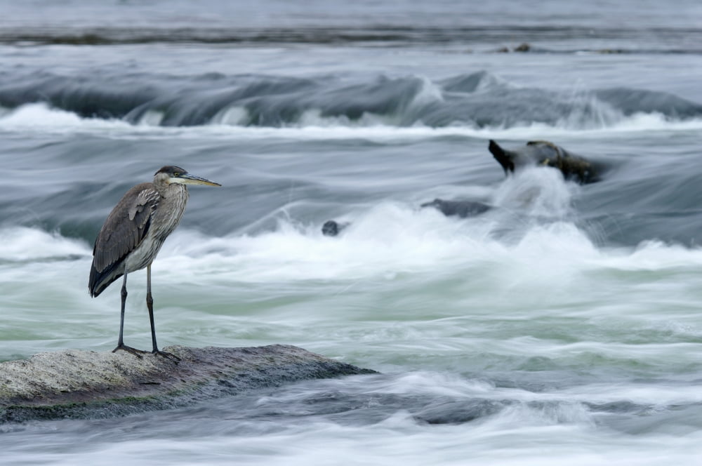 Great Blue Heron Hunting In A River Coteau-Du-Lac Quebec Canada Canvas Art - Steeve Marcoux Design Pics (17 x 11)