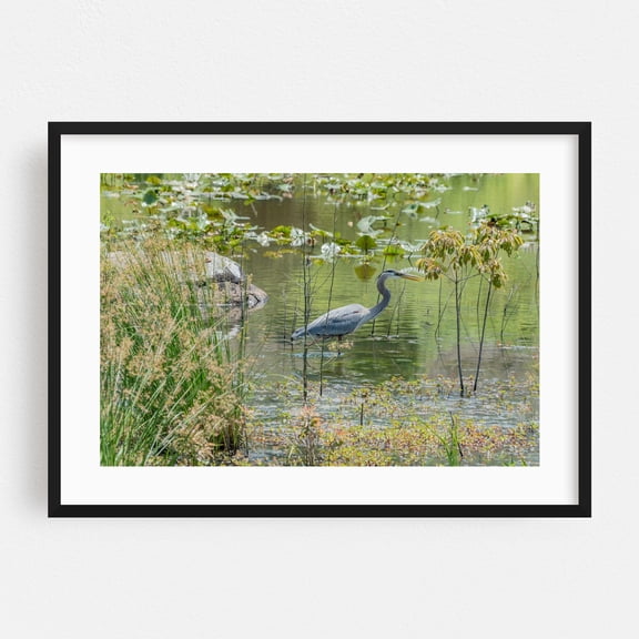 Great Blue Heron Just Missed Catching a Fish - Gettysburg Pennsylvania Photography Wildlife Nature Bird Lake Scenic Water Botanical Black Framed Wall Art Print 24 x 36 inches